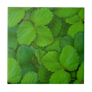 Blätter der Heiligen Basil Tulsi Grüne Münze Fliese