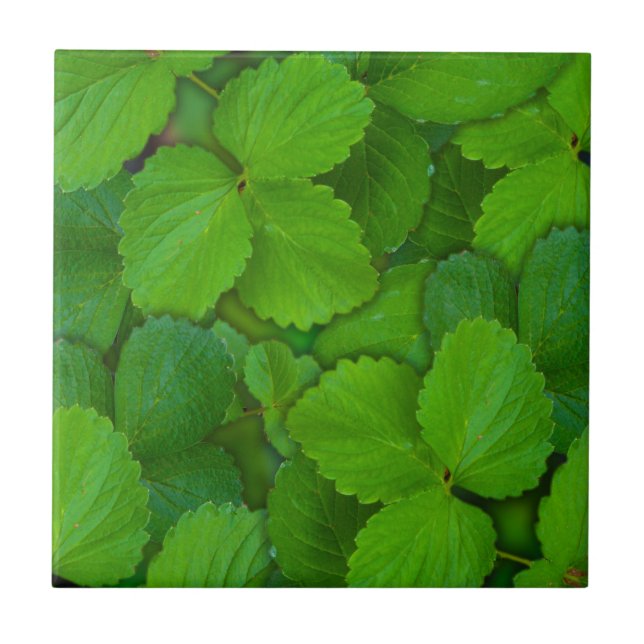 Blätter der Heiligen Basil Tulsi Grüne Münze Fliese (Vorderseite)