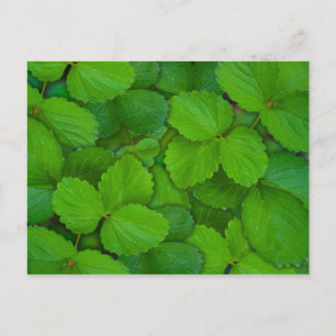 Blätter der Heiligen Basil Tulsi Grüne Münze Postkarte