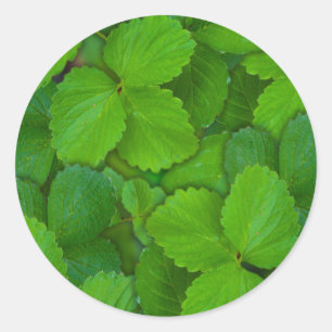Blätter der Heiligen Basil Tulsi Grüne Münze Runder Aufkleber