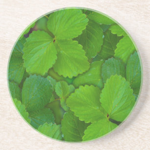 Blätter der Heiligen Basil Tulsi Grüne Münze Sandstein Untersetzer