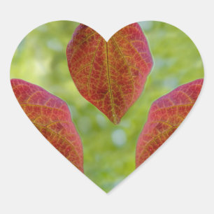 Blätter der Liebe der Natur Herz-Aufkleber
