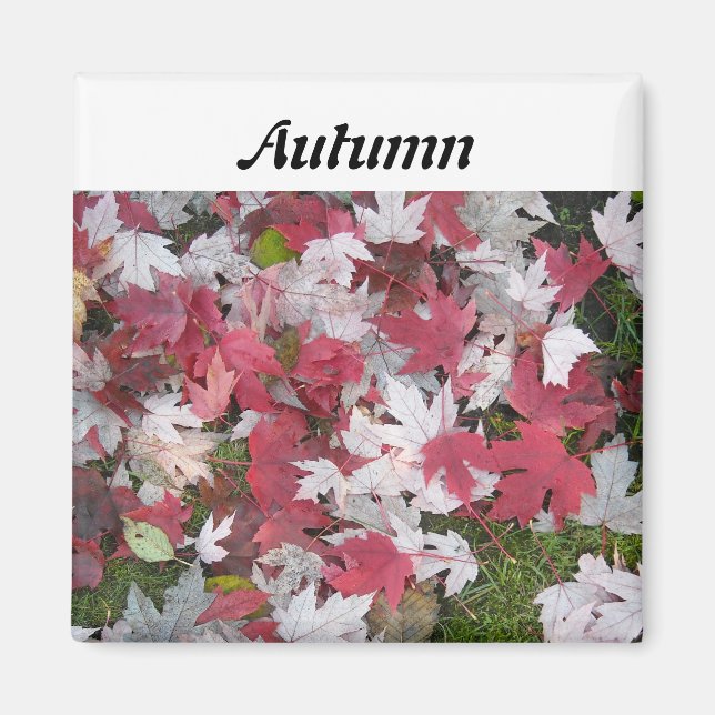 Blätter des Herbstes Magnet (Vorne)