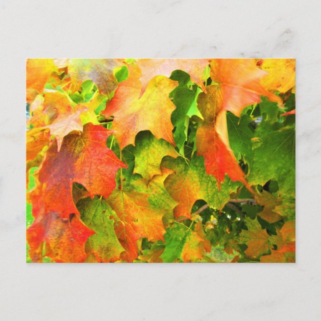 Blätter für Ahornzuckerkarton im Herbst ändern die Postkarte (Vorderseite)