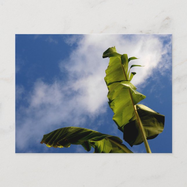Blätter für Banana Tree Postkarte (Vorderseite)