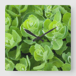 Blätter für den Grünen Frühling Quadratische Wanduhr