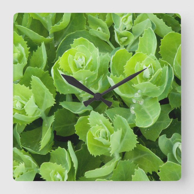 Blätter für den Grünen Frühling Quadratische Wanduhr (Vorderseite)
