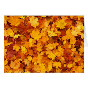 Blätter für die Herbstgelbe Maple
