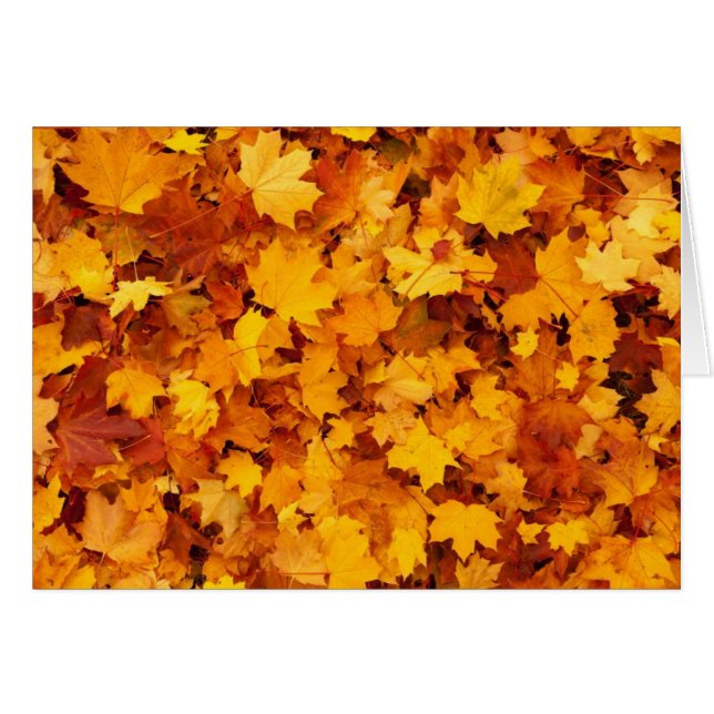 Blätter für die Herbstgelbe Maple (Vorderseite (Horizontal))