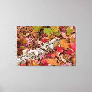 Blätter für die Herbstmapel decken Birkenrinde im  Leinwanddruck