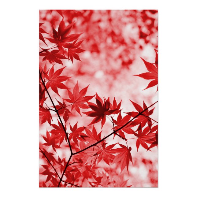 Blätter für die Herbstmaple-Bäume - 2997 Poster (Vorderseite)
