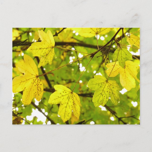 Blätter für Gelbe Feldmaske Postkarte (Vorderseite)