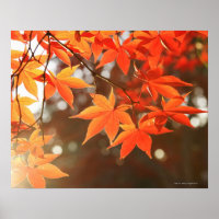 Blätter für rote Herbstmaple