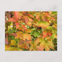 Blätter für wild lebende Weintrauben im Herbst Postkarte