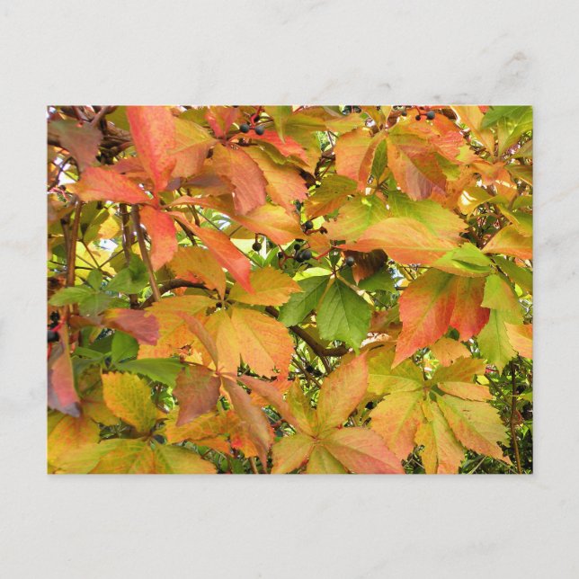 Blätter für wild lebende Weintrauben im Herbst Postkarte (Vorderseite)