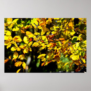 Blätter im Herbst Poster