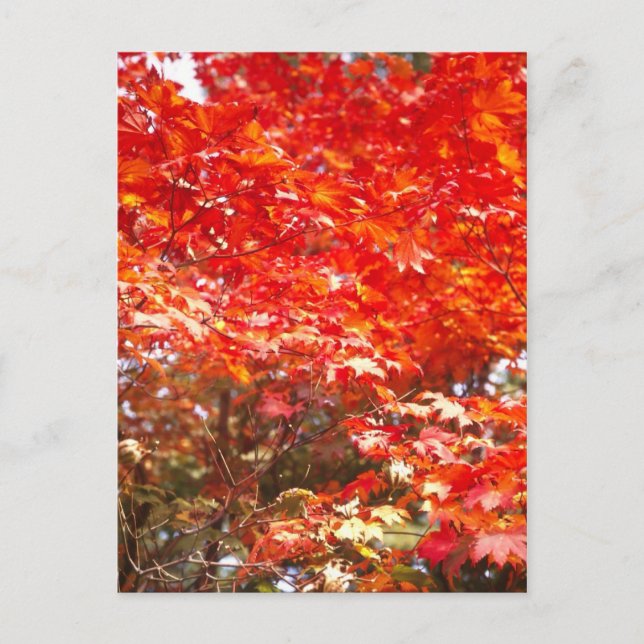 Blätter im Herbst, Sapporo Postkarte (Vorderseite)