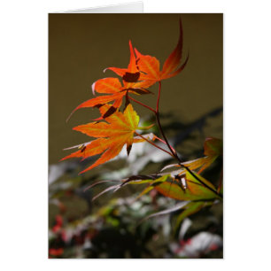 Blätter im Sonnenlicht