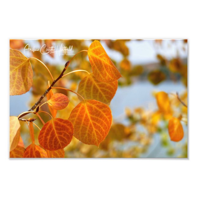Blätter in Orange Fotodruck (Vorne)