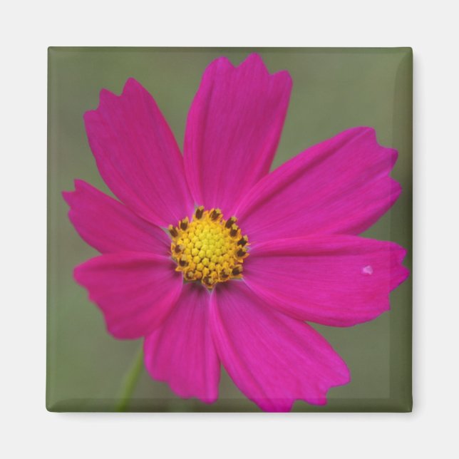 Blätter Magnet (Vorne)