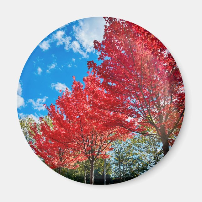 Blätter mit hellen Roten Bäumen im Herbst Magnet (Vorne)