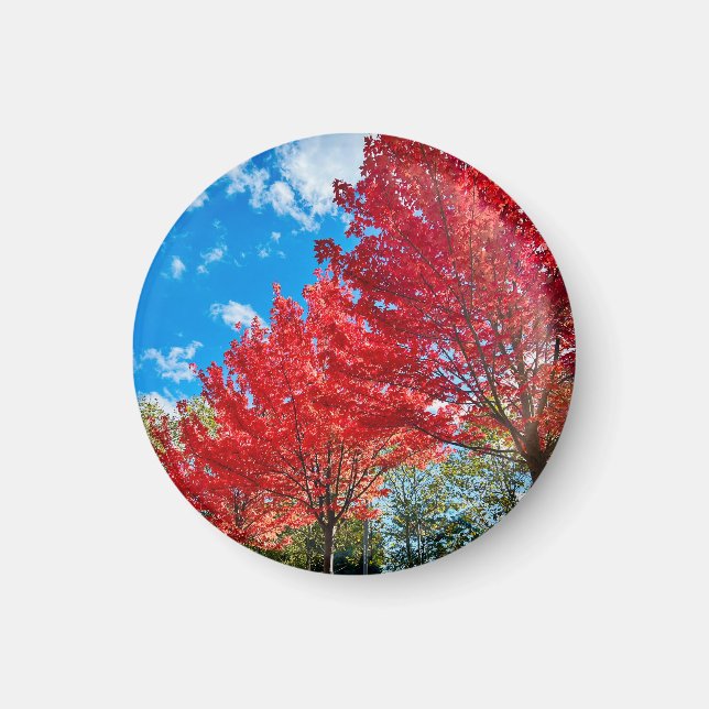 Blätter mit hellen Roten Bäumen im Herbst Magnet (Vorne)