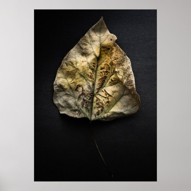 Blätter Nr. 1 Farbversion Poster (Vorne)