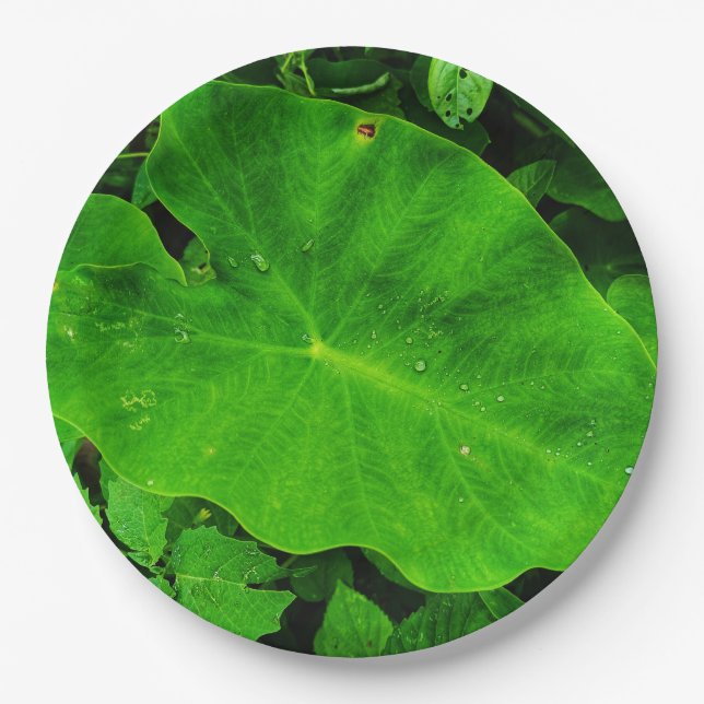 Blätter Pappteller (Vorderseite)