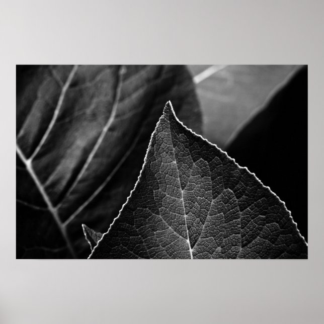 Blätter Poster (Vorne)