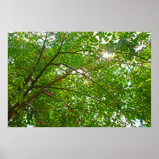 Blätter Poster (Vorne)