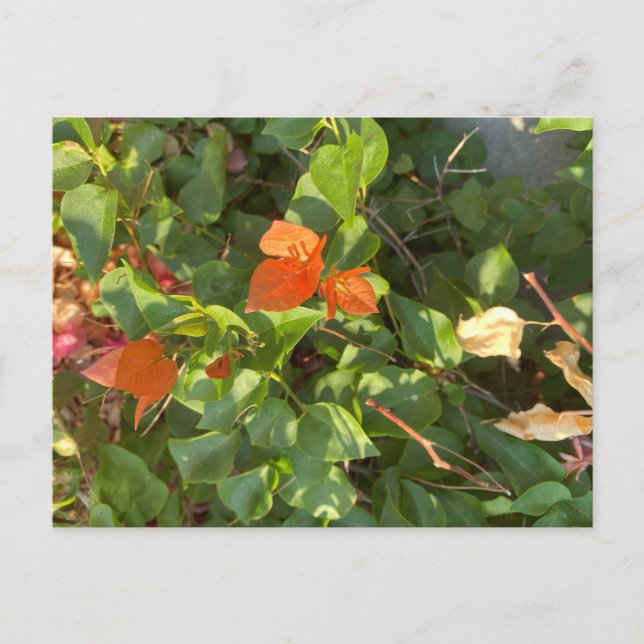 Blätter Postkarte (Vorderseite)