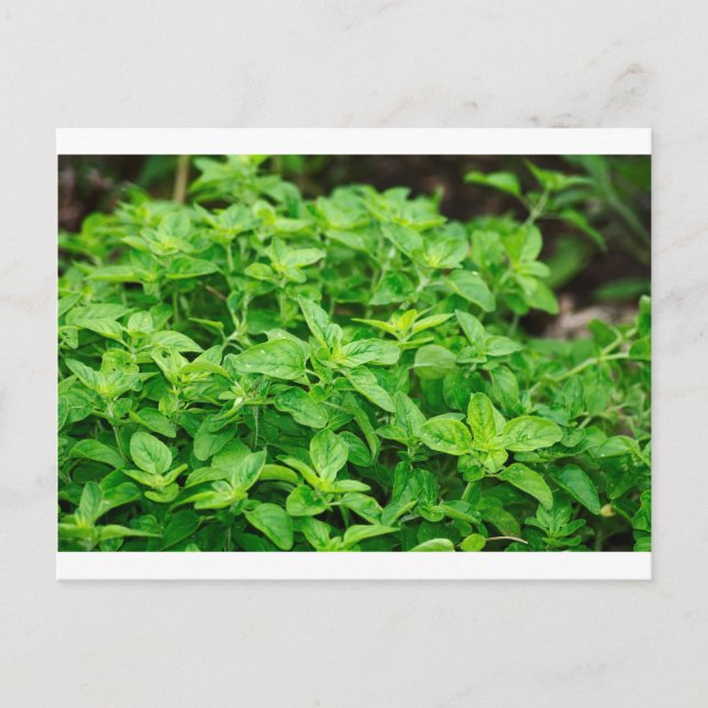 Blätter Postkarte (Vorderseite)