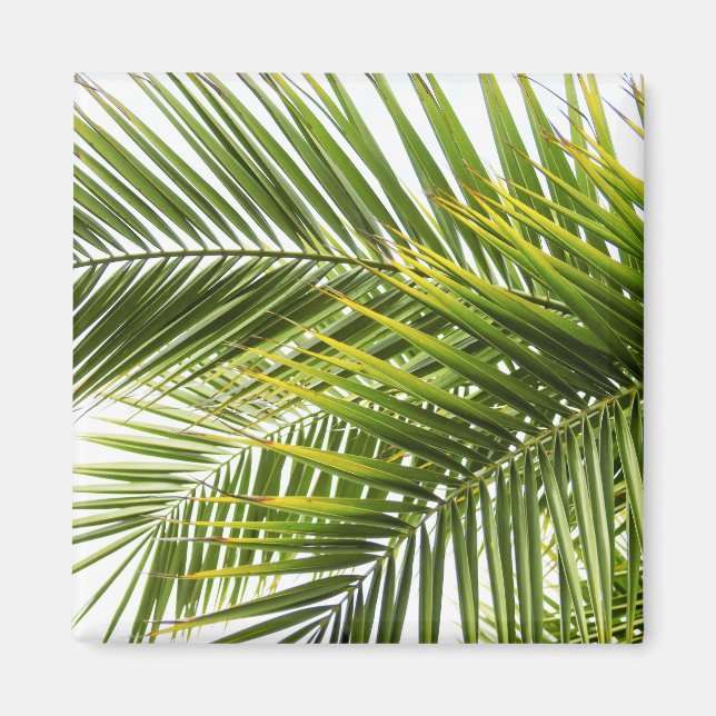Blätter tropisches Palmenblatt Sommerliches Foto Magnet (Vorne)