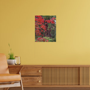 Blätter von Riesensequenzen und Roten Ahorn fotogr Poster