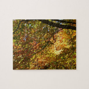 Blätterdach des Herbstes I Gelbe Herbstnatur
