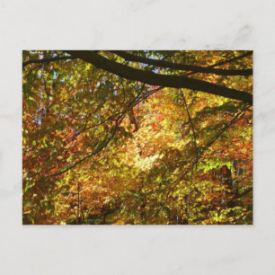 Blätterdach des Herbstes I Gelbe Herbstnatur Postkarte