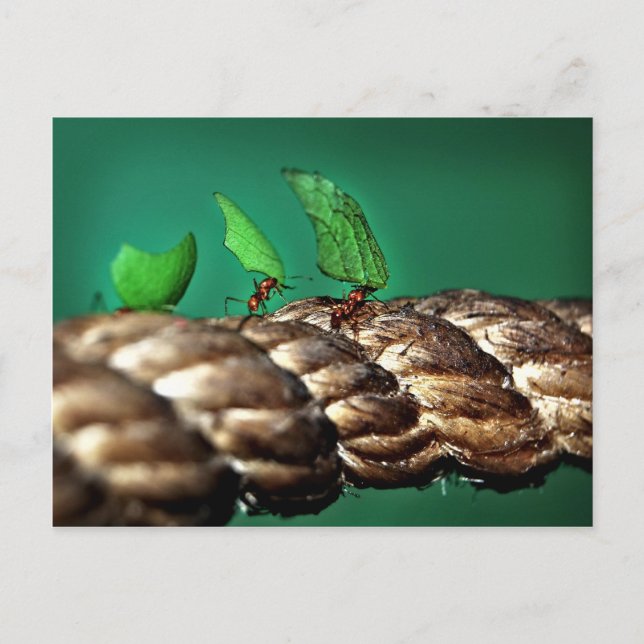 Blattfräser Anse Postkarte (Vorderseite)