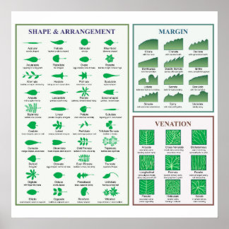 Blattmorphologie-Chart Randform-Venation-Poster Poster