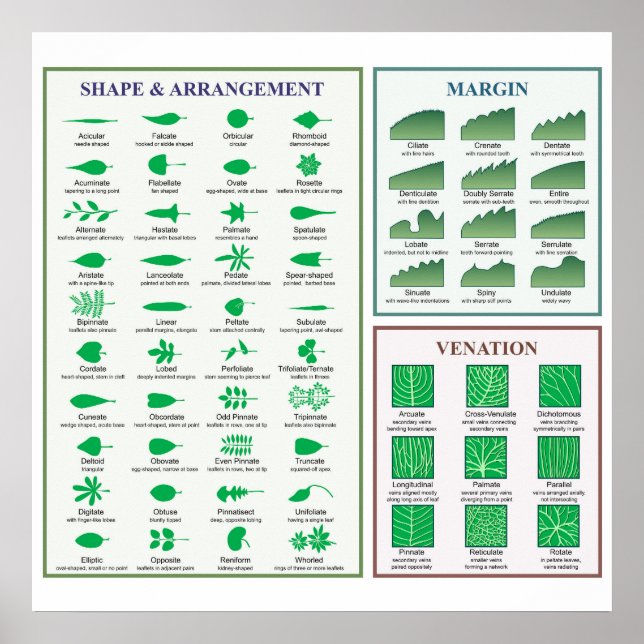 Blattmorphologie-Chart Randform-Venation-Poster Poster (Vorne)