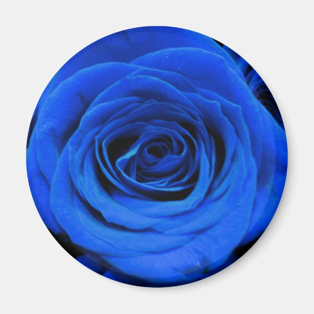 Blau blühende Blumen blauer Rose Magnet (Vorne)