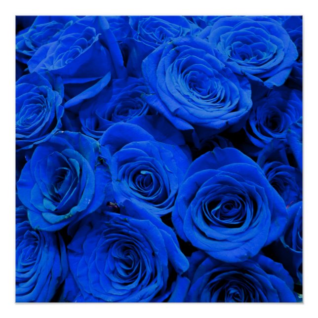 Blau blühende Blumen blauer Rose Poster (Vorderseite)