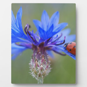 Blau blüht fotoplatte
