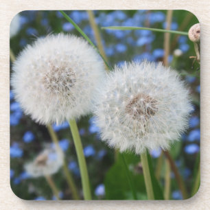 blau, Butterblume, Pflanze, Löwenzahn, Weiß, Getränkeuntersetzer