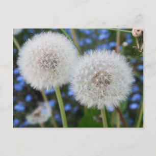 blau, Butterblume, Pflanze, Löwenzahn, Weiß, Postkarte