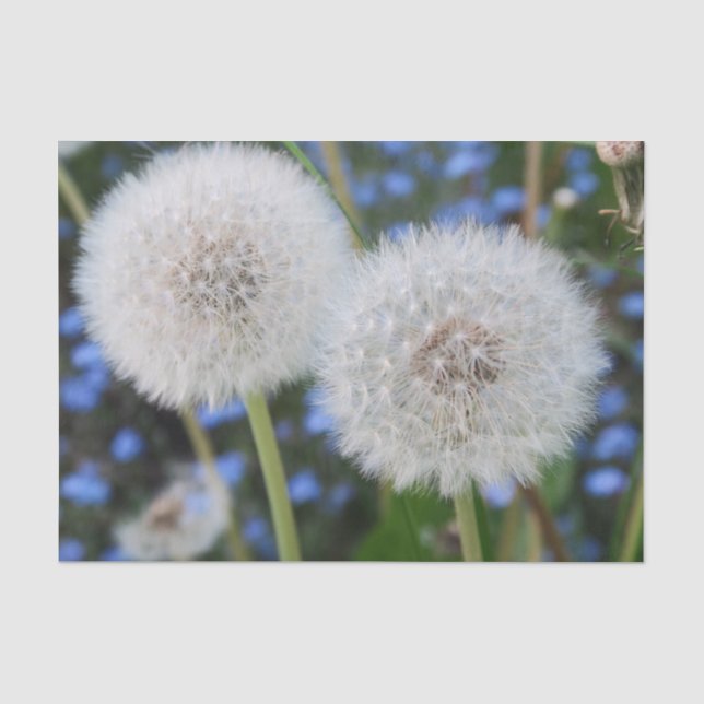 blau, Butterblume, Pflanze, Löwenzahn, Weiß, Seidenpapier (Vorderseite)