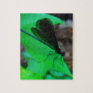 Blau Damselfly auf einem grünen Blatt.