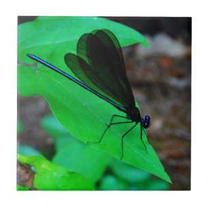 Blau Damselfly auf einem grünen Blatt. Fliese