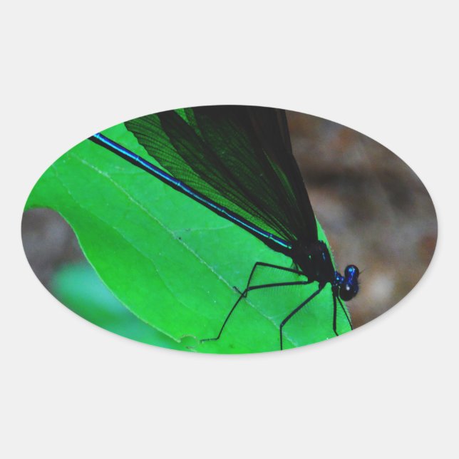 Blau Damselfly auf einem grünen Blatt. Ovaler Aufkleber (Vorderseite)