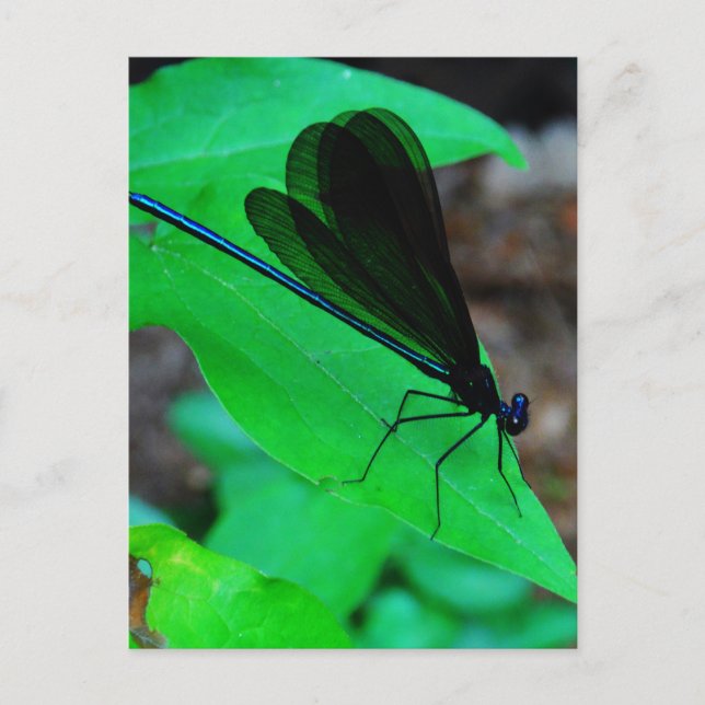 Blau Damselfly auf einem grünen Blatt. Postkarte (Vorderseite)