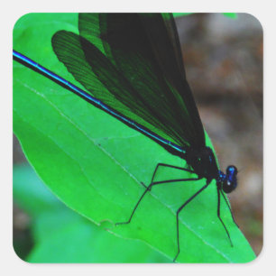 Blau Damselfly auf einem grünen Blatt. Quadratischer Aufkleber